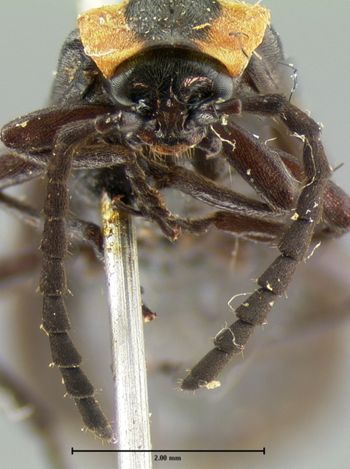 Media type: image;   Entomology 2769 Aspect: head frontal view